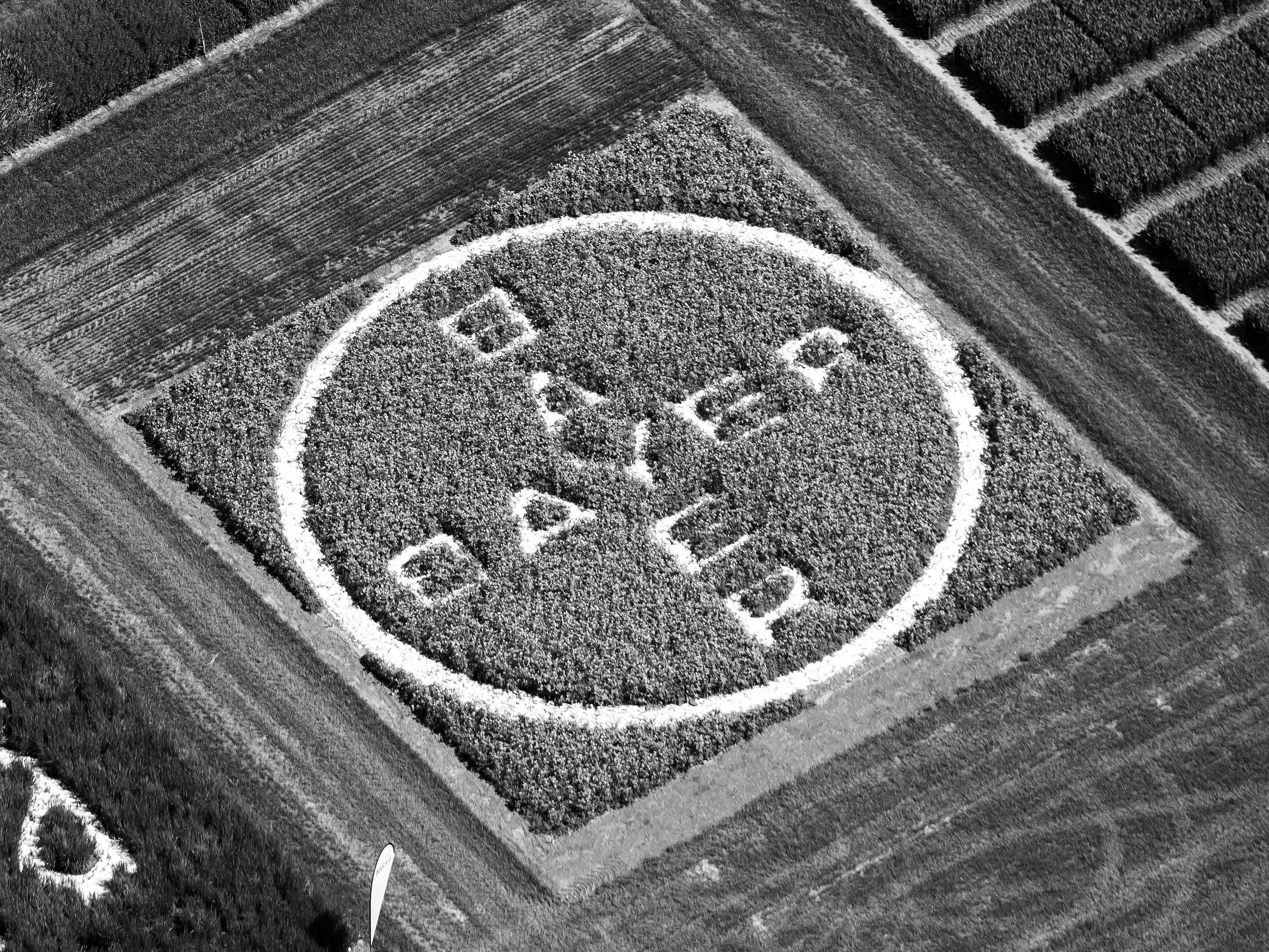 Logo de Bayer gravé dans un champ